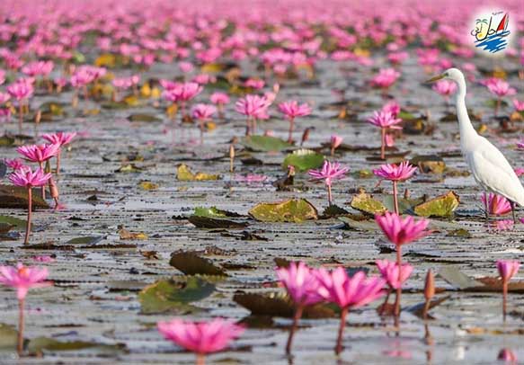    خبر دریاچه ای با شکوفه های صورتی رنگ گردشگران را به سوی خود فرا می خواند