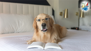    خبر میزبانی ویژه برخی هتل ها از سگ ها در 26آگوست 