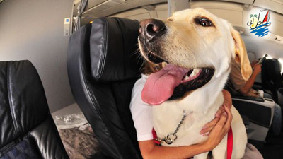    خبر فراهم شدن امکان آوردن حیوانات کم توان به داخل پروازهای  مربوط به ایرلاین آمریکا