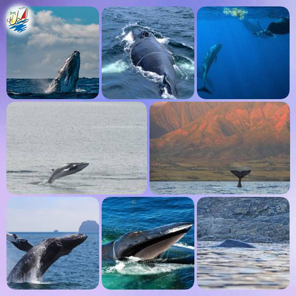    خبر آیا میدانستید 10 مقصد برتر برای تماشای نهنگ ها کدامند؟