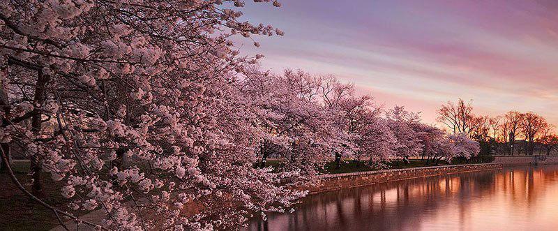   خبر شکوفه های گیلاس ژاپن به این کشور نمای خارق العاده ای داده است(فروردین 97)