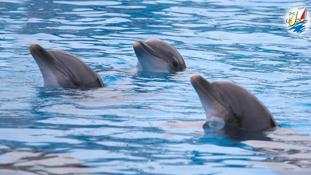    خبر ظلم حاصله توسط صنعت گردشگری به دلفین ها