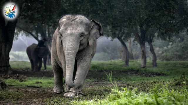    خبر با فیل‌های تایلند چه باید کرد؟
