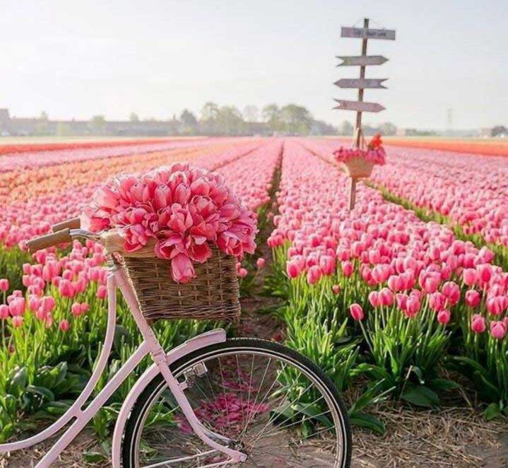    خبر کشور هلند با دارا بودن بیش از 10000 هزار هکتار باغ گل بزرگترین صادر کننده گل 