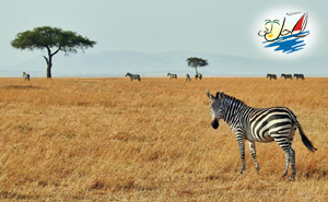    خبر پنج مقصد سافاری برای بازدید در کنیا در یک سافاری مجلل با سافاری نیروهای بوش