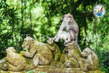    خبر باغ میمون ها در بالی یکی از زیبا ترین جنگل های جهان