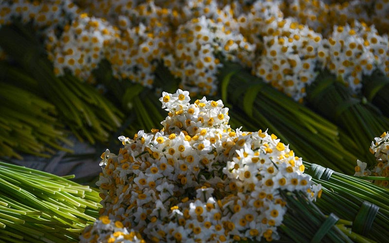    خبر برگزاری ششمین جشنواره گل نرگس در خوزستان