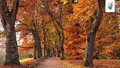 خبر از دره لوار تا لاپلند: بهترین مکان های اروپا برای صید برگ های رنگارنگ پاییزی خبر از دره لوار تا لاپلند: بهترین مکان های اروپا برای صید برگ های رنگارنگ پاییزی