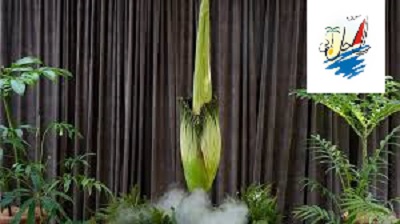    خبر صف دراز در سیدنی برای تماشای گلدهی یکی از بزرگ‌ترین گل‌آذین‌های بی‌شاخه جهان